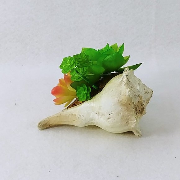 Seashell Succulent Waterproof Botanical Arrangement Beach Lake Cabin Decor 5" - Picture 3 of 7